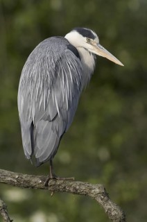Grey Heron (Ardea cinerea), Saxony, Germany