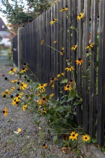 Coneflower (Rudbeckia) blooming on a wooden fence, Obercunnersdorf, Saxony