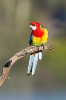 Eastern Rosella (Platycercus eximius) male perched on a branch, Victoria, Australia
