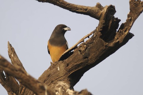 Rufous Treepie (Dendrocitta vagabunda), Keoladeo National Park, India