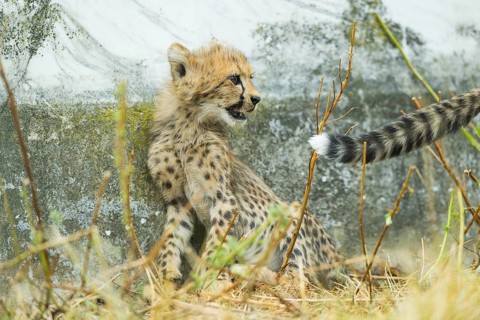 Cheetah (Acinonyx jubatus) youngster sitting on the ground, captive, occurrence Africa