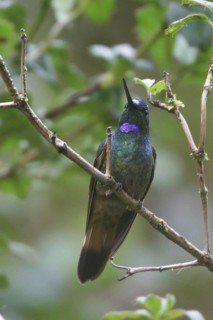 Violet-throated Starfrontlet (Coeligena violifer), Bosque Unchog Reserve, Peru