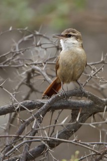 Bolivian Earthcreeper (Ochetorhynchus harterti) perched on a branch in Bolivia, South America