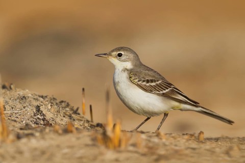 Yellow Wagtail - Schafstelze - Motacilla flava, Oman