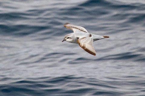 Fulmar Prion (Pachyptila crassirostris) flying, South Pacific Ocean, New Zealand