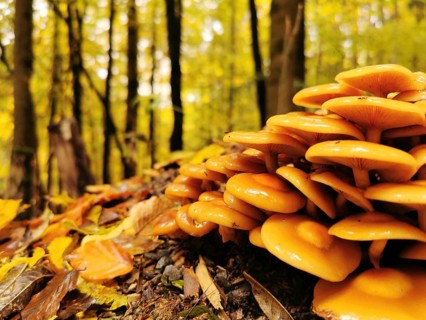 Close-up of winter mushrooms (flammulina velutipes) on a tree stump in autumnal forest with