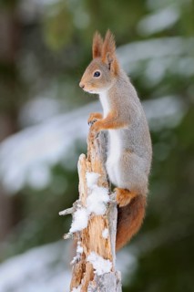 Eurasian Red Squirrel (Sciurus vulgaris) on tree trunk in winter, Sweden