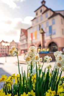 Yellow and white daffodils bloom in front of half-timbered houses under a sunny sky, Calw, Black
