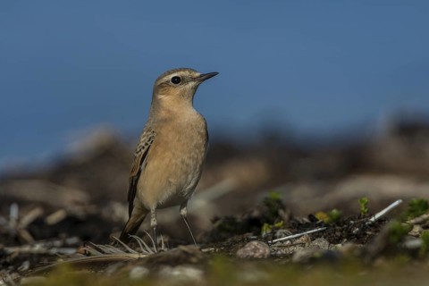 Northern Wheatear (Oenanthe oenanthe), Schleswig-Holstein, Germany