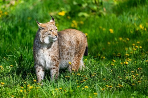 Eurasian lynx (Lynx lynx), walking on a meadow, Bavaria, Germany