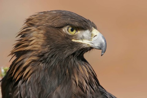 Golden Eagle (Aquila chrysaetos), Utah, USA