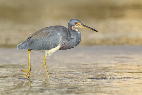 Tricolored Heron (Egretta tricolor), Florida, USA
