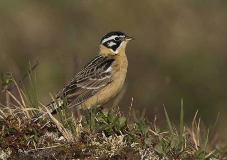 Smith's Longspur (Calcarius pictus), Alaska, USA