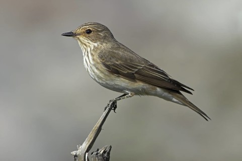 Spotted Flycatcher (Muscicapa striata), Greece
