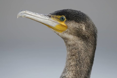 Great Cormorant (Phalacrocorax carbo), Thuringia, Germany