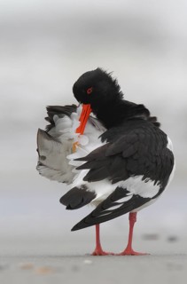 Eurasian Oystercatcher (Haematopus ostralegus) preening, Schleswig-Holstein, Germany