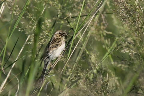 Pallas's Reed Bunting (Emberiza pallasi) female with food in beak, Dornod, Mongolia
