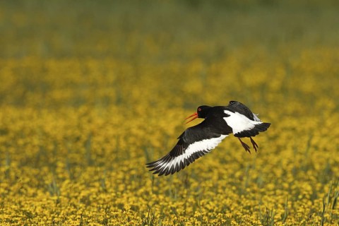 Eurasian Oystercatcher (Haematopus ostralegus) calling in flight, Texel, Netherlands