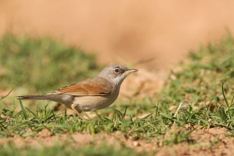 Spectacled Warbler (Sylvia conspicillata) male, Morocco
