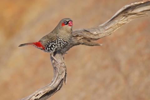 Red-eared Firetail (Stagonopleura oculata), Western Australia, Australia