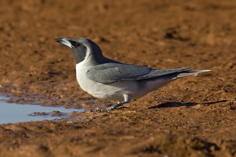 Masked Woodswallow (Artamus personatus), Western Australia, Australia