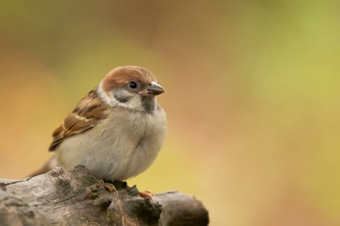 Eurasian Tree Sparrow (Passer montanus) juvenile, Lower Saxony, Germany
