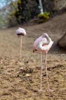 Flamingo (Phoenicopteridae), Galapagos, Ecuador