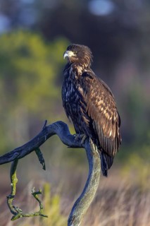 White-tailed eagle, Eurasian sea eagle, erne (Haliaeetus albicilla) juvenile perched in tree in