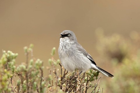 Layard's Warbler (Sylvia layardi) singing from bush, Sani Pass, Lesotho