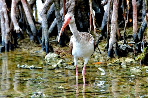 Snowy Ibis Juvenile (Eudocimus albus)