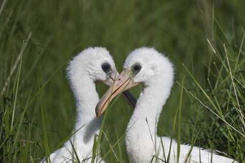 Eurasian Spoonbill (Platalea leucorodia) juvenile, Schleswig-Holstein, Germany
