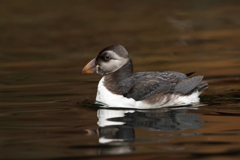 Atlantic Puffin (Fratercula arctica), Schleswig-Holstein, Germany