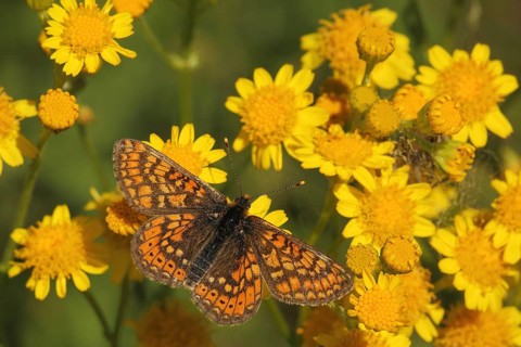 Common fritillary (Melitaea cinxia), nature photography, Badberg, Kaiserstuhl, Breisgau,