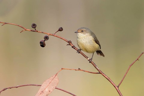 Buff-rumped Thornbill (Acanthiza reguloides), Victoria, Australia