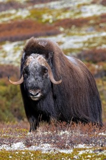 Muskox (Ovibos moschatus) solitary bull, male foraging on the tundra in autumn, fall,