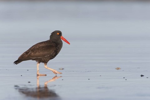 Black Oystercatcher (Haematopus bachmani) foraging on shore, California, USA