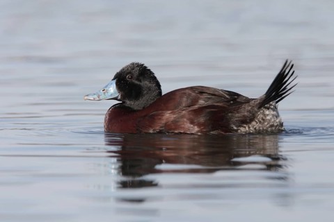 Blue-billed Duck (Oxyura australis) male, Australian Capital Territory, Australia
