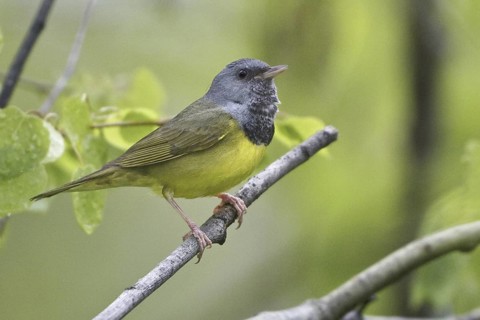 Mourning Warbler (Geothlypis philadelphia) male, Manitoba, Canada