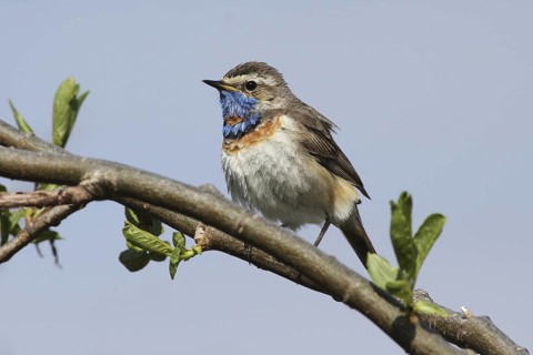 Bluethroat (Luscinia svecica svecica) male, Varanger, Norway