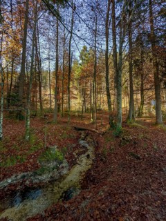 Autumn atmosphere in the mixed forest