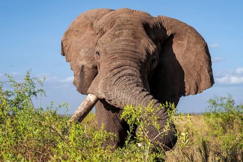 African elephant (Loxodonta africana) eats leaves, the famous Super Tusker elephant Craig, old male