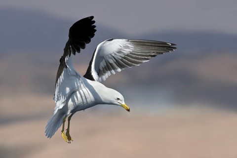 Lesser Black-backed Gull (Larus fuscus) flying, Eilat, Israel