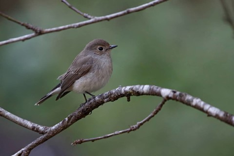 Taiga Flycatcher (Ficedula albicilla), Doi Ang Kangh, Thailand