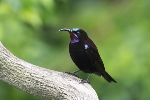 Amethyst sunbird, Chalcomitra amethystina