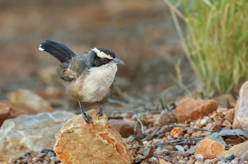 White-browed Babbler (Pomatostomus superciliosus), Northern Territory, Australia