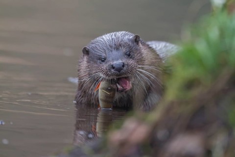 European otter (Lutra lutra) adult animal feeding on a fish in a river, Norfolk, England, United