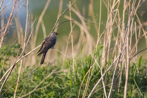 Common or European cuckoo (Cuculus canorus) adult bird in a reedbed in summer, RSPB Lakenheath fen