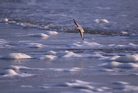 Sanderling (Calidris alba) flying on the beach, Texel, North Holland, Netherlands