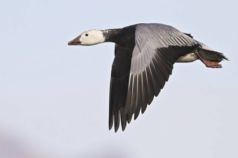 Snow Goose (Anser caerulescens) flying, New Mexico, USA