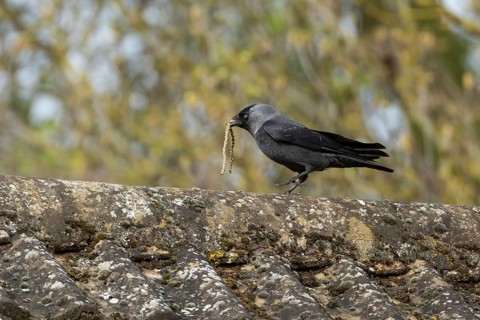 Jackdaw (Corvus monedula) adult corvid bird carrying nesting material in its beak on an urban